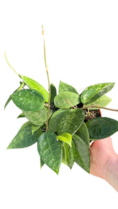 Hoya parasitica 'Black Margin' - Root Houseplants