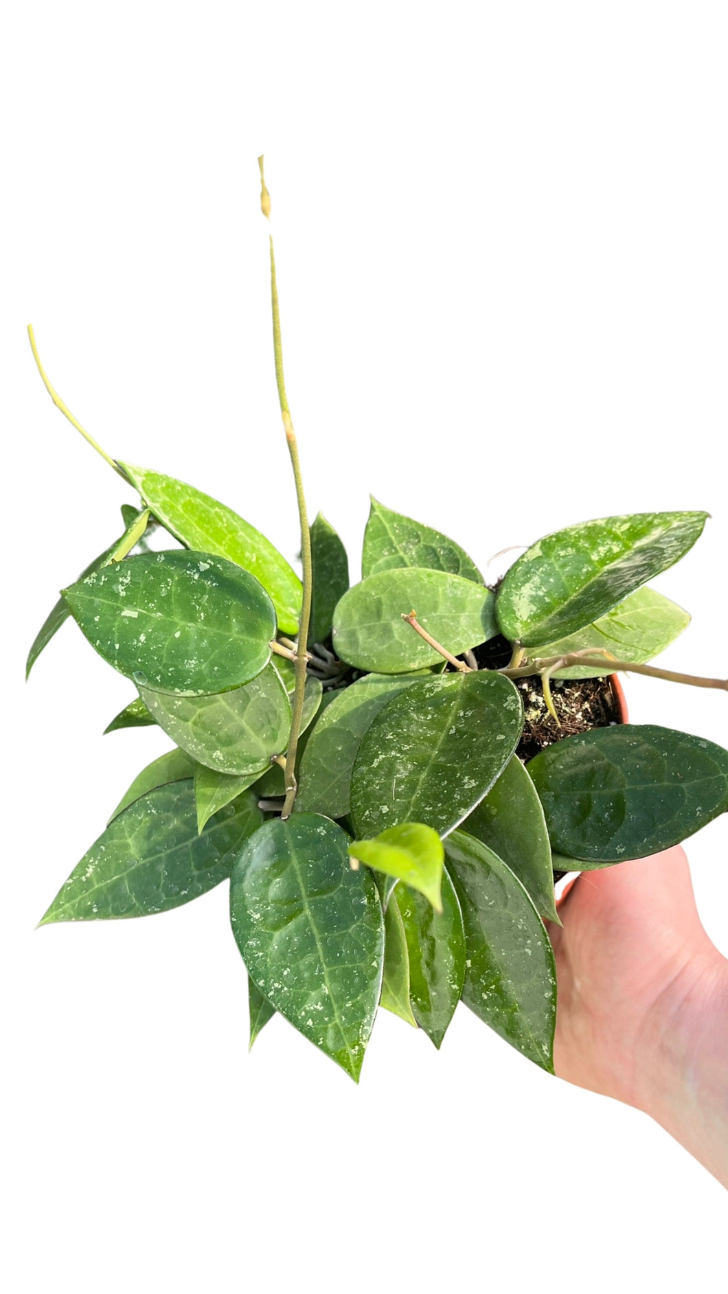 Hoya parasitica 'Black Margin' - Root Houseplants