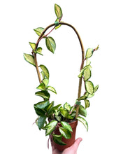 Charger l&#39;image dans la galerie, Hoya plant bamboo trellis - Root Houseplants
