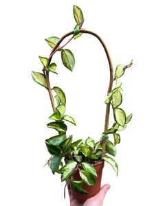 Hoya plant bamboo trellis - Root Houseplants
