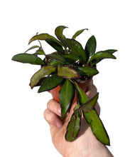 Charger l&#39;image dans la galerie, Hoya &#39;Rosita&#39; - Root Houseplants
