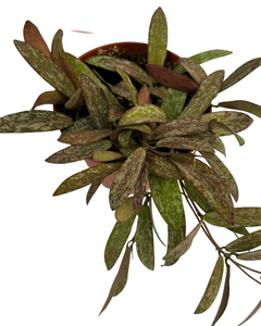 Hoya sigillatis - Root Houseplants