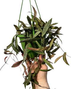 Hoya sigillatis - Root Houseplants