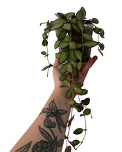 Load image into Gallery viewer, Hoya sp. aff. burtoniae - Root Houseplants
