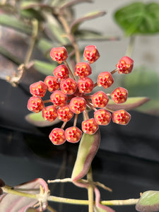 Hoya sp. aff. burtoniae - Root Houseplants