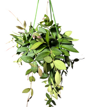 Load image into Gallery viewer, Hoya sp. aff. burtoniae - Root Houseplants
