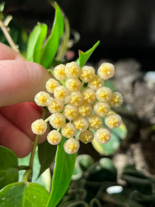 Hoya 'Sunrise' - Root Houseplants