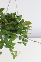 Charger l&#39;image dans la galerie, Hoya tsangii - Root Houseplants
