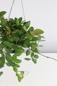 Hoya tsangii - Root Houseplants