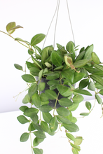 Charger l&#39;image dans la galerie, Hoya tsangii - Root Houseplants
