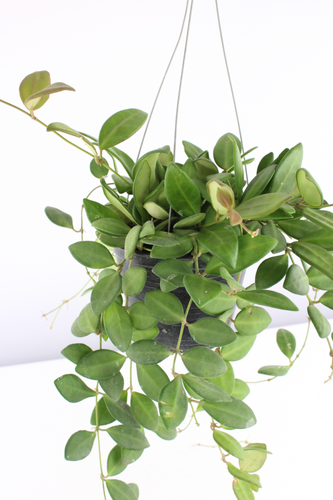 Hoya tsangii - Root Houseplants