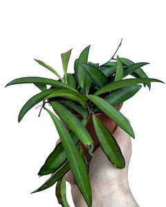 Hoya wayetii - Root Houseplants