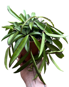 Hoya wayetii - Root Houseplants