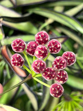 Lade das Bild in den Galerie-Viewer, Hoya wayetii - Root Houseplants
