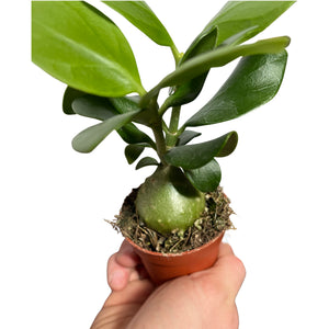 Hydnophytum moseleyanum - Root Houseplants