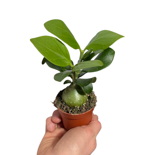 Hydnophytum moseleyanum - Root Houseplants