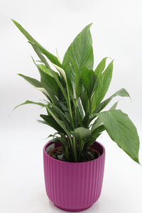 Lecco Velvet Plum - Root Houseplants