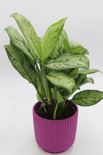 Charger l&#39;image dans la galerie, Lecco Velvet Plum - Root Houseplants
