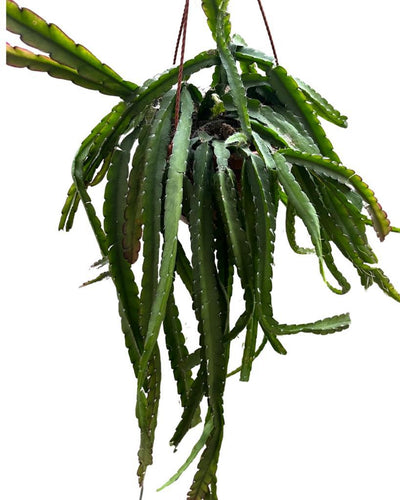 Lepismium cruciforme (Red) - Root Houseplants