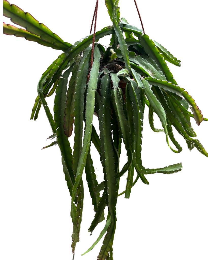 Lepismium cruciforme (Red) - Root Houseplants