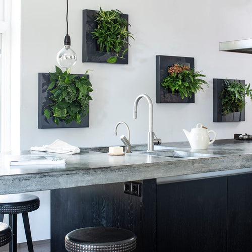 Living Picture Frame - Root Houseplants