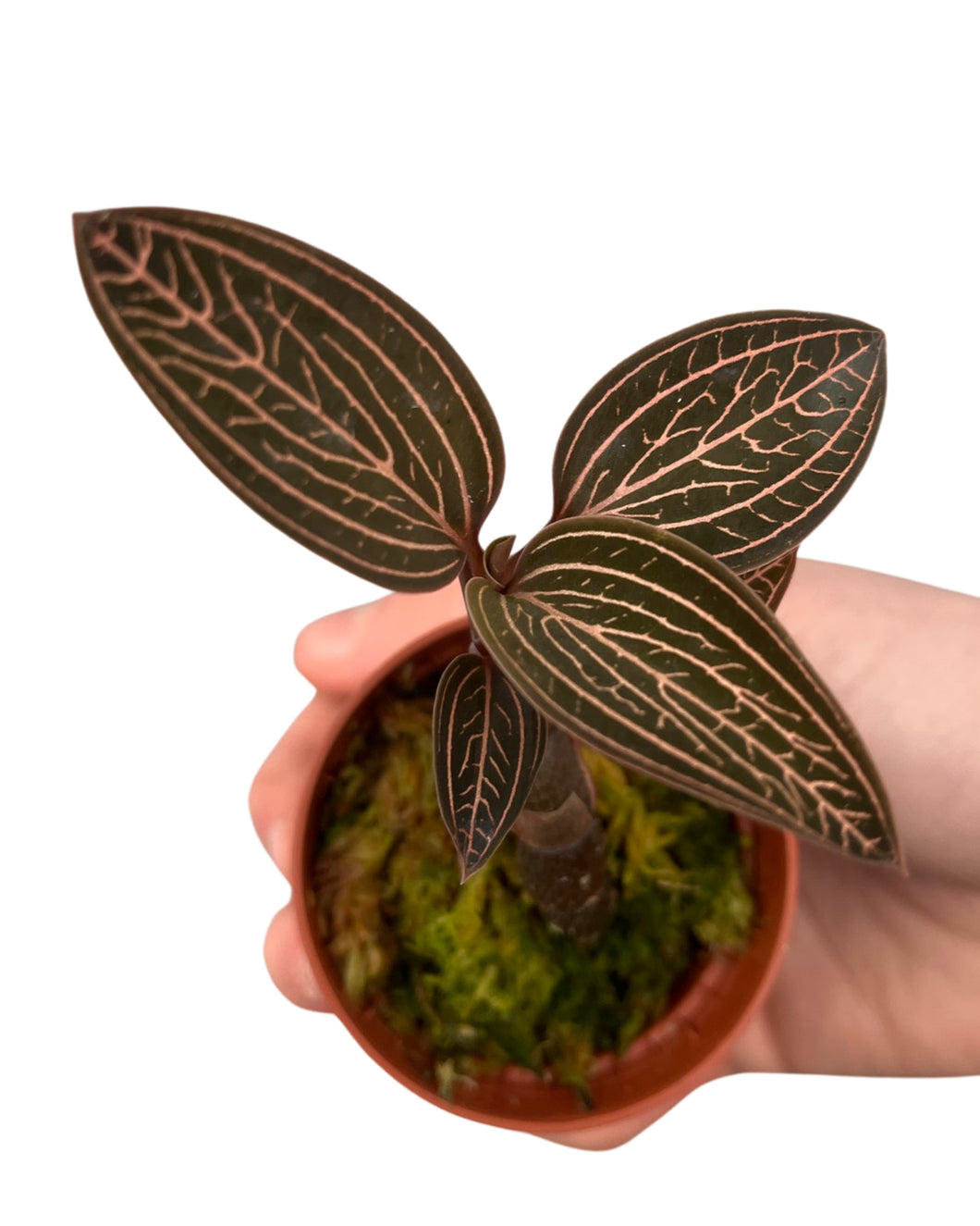 Ludisia ‘Spiderman’ (Anoectochilus roxburghii x Ludisia discolor) - Root Houseplants