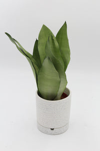Luna Pot and Saucer - Root Houseplants
