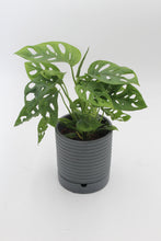 Load image into Gallery viewer, Luna Pot and Saucer - Root Houseplants
