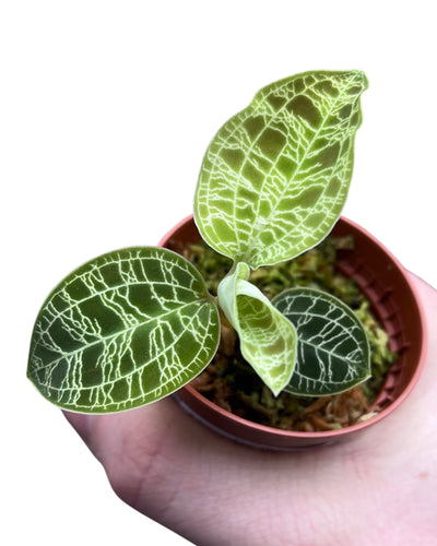 Macodes petola - Root Houseplants