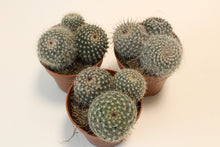 Load image into Gallery viewer, Mammillaria hahniana - Root Houseplants
