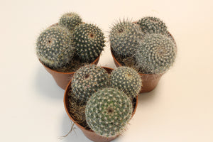 Mammillaria hahniana - Root Houseplants