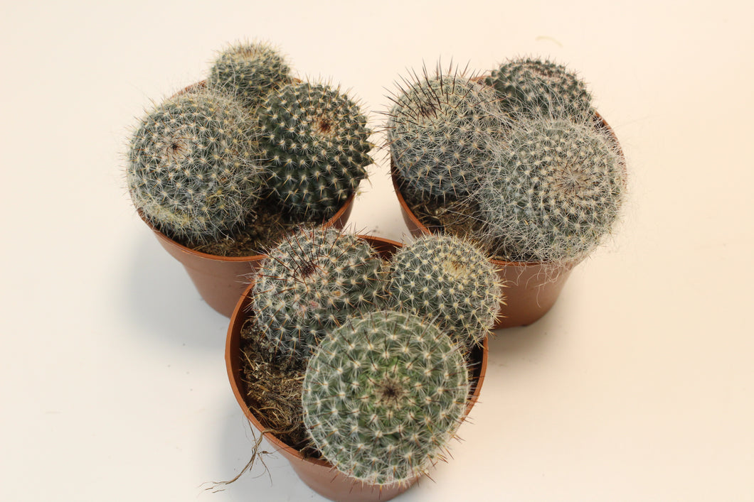Mammillaria hahniana - Root Houseplants