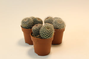 Mammillaria hahniana - Root Houseplants