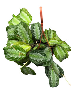 Maranta leuconeura 'Silver Band' - Root Houseplants