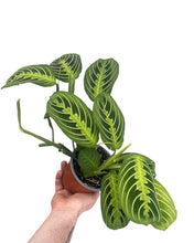 Charger l&#39;image dans la galerie, Maranta leuconeura var. erythroneura &#39;Lemon Lime&#39; - Root Houseplants
