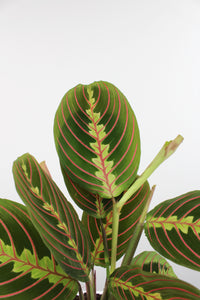 Maranta leuconeura var. Erythroneura - Root Houseplants