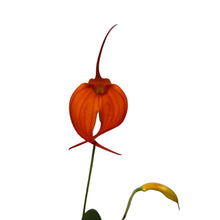 Charger l&#39;image dans la galerie, Masdevallia hybrid - Root Houseplants
