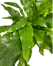 Lade das Bild in den Galerie-Viewer, Microsorum musifolium &#39;Crocodyllus&#39; - Root Houseplants
