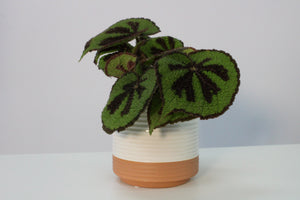 Milou - Root Houseplants