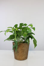 Load image into Gallery viewer, Mini Bucket pot - Root Houseplants
