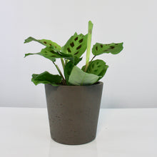 Load image into Gallery viewer, Mini Bucket pot - Root Houseplants
