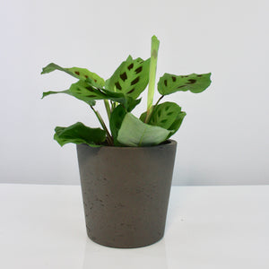 Mini Bucket pot - Root Houseplants
