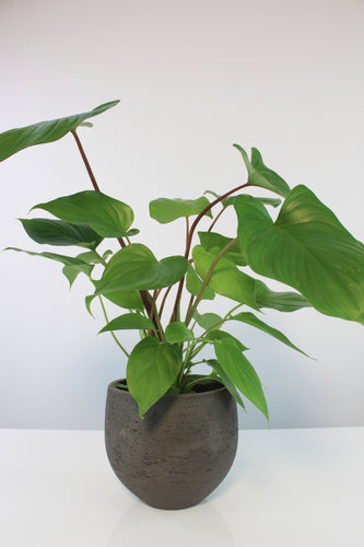 Mini Orb Pot - Root Houseplants