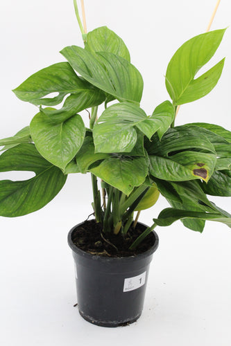 Monstera pinnatipartita - Root Houseplants