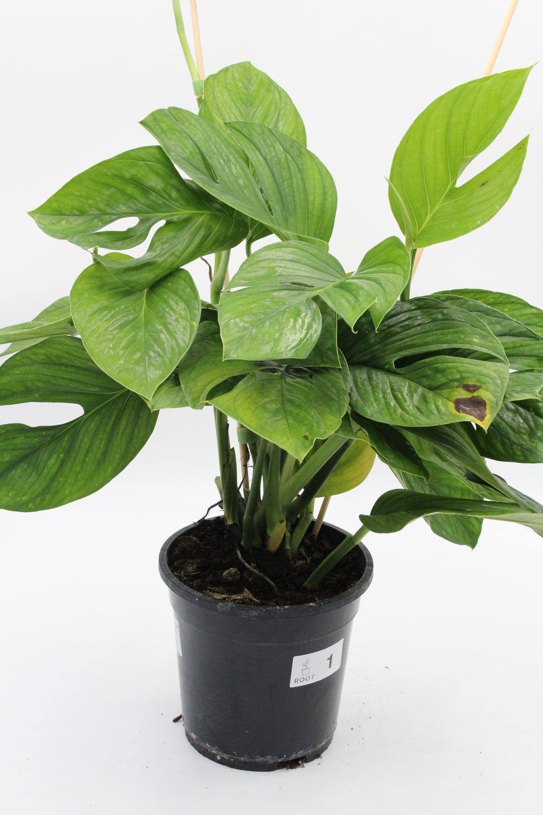 Monstera pinnatipartita - Root Houseplants
