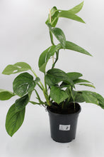 Charger l&#39;image dans la galerie, Monstera pinnatipartita - Root Houseplants
