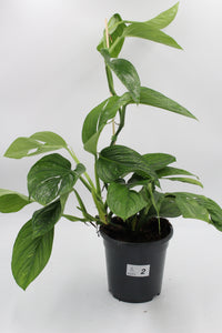 Monstera pinnatipartita - Root Houseplants