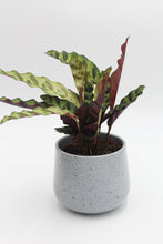 Load image into Gallery viewer, Nantes planter - Root Houseplants
