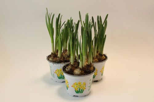 Narcissus 'Jetfire' - Root Houseplants