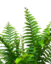 Charger l&#39;image dans la galerie, Nephrolepis exaltata &#39;Green Lady&#39; - Root Houseplants
